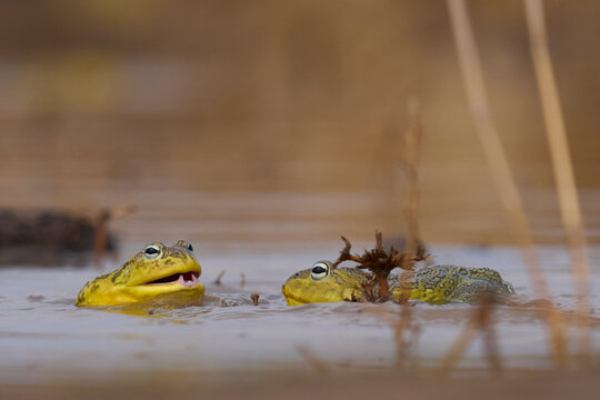 Male African Bullfrogs (Pyxicephalus adspersus) fighting for mating rights in a shallow pool of water created by the onset of the rainy season in South Luangwa National Park, Zambia
