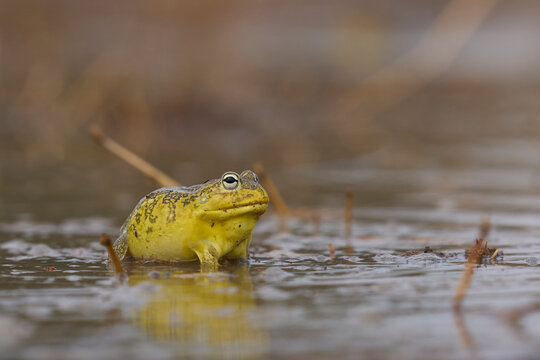 African bullfrog (Pyxicephalus adspersus) in a shallow pool of water created by the onset of the rainy season in South Luangwa National Park, Zambia