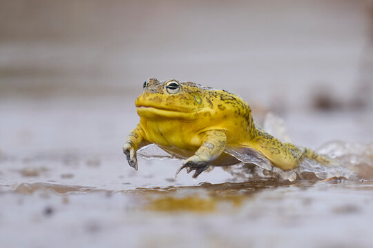 African bullfrog (Pyxicephalus adspersus) in a shallow pool of water created by the onset of the rainy season in South Luangwa National Park, Zambia