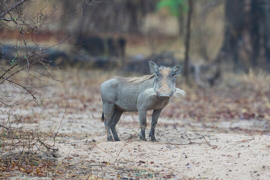 Warthog (Phacochoerus aethiopicus) in South Luangwa National Park, Zambia