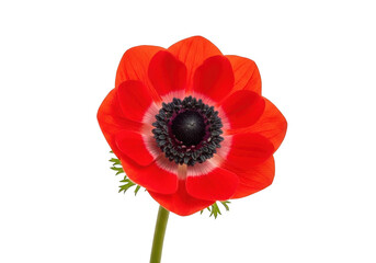 Obraz premium Vibrant red poppy flower with green stem and black center isolated on transparent background