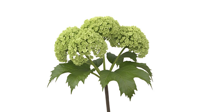 Isolated green hydrangea flower cluster with large leaves on white background, a spring bloom, natural beauty