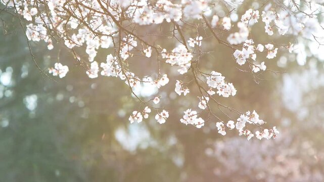 Fully bloomed cherry blossoms swaying in the wind and falling petals, a sentimental spring landscape bathed in the sunset light, birdsong ASMR
