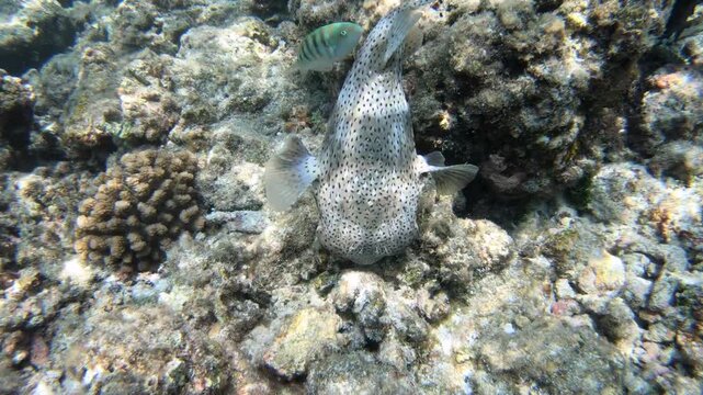 The spot-fin porcupinefish (Diodon hystrix) is swimming along the reef in the Indian Ocean, Maldives. It is also known as the spotted porcupinefish, black-spotted porcupinefish or simply porcupinefish