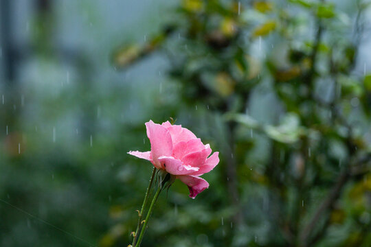 Various views of the monsoon season	
