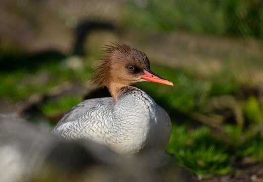 Scaly-sided merganser