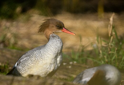 Scaly-sided merganser