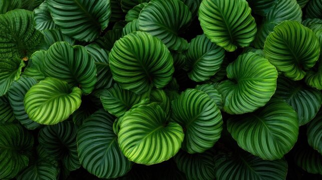 Lush tropical foliage displays vibrant patterns of deep green and lighter chartreuse coloration.