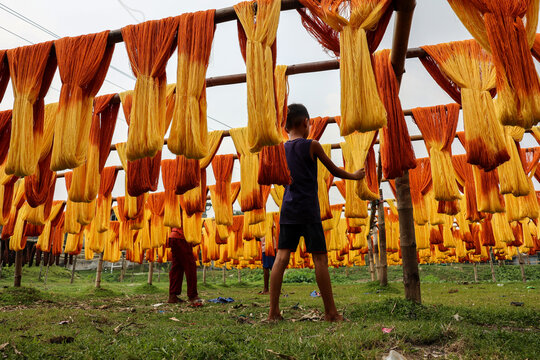 Narayanganj, Bangladesh - 29 March 2026: View of vibrant rows of dyed threads, a symphony of golden yellows and fiery oranges drying in the open air, casting shadows on the grassy ground.