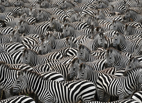 Stunning close-up photograph of a massive zebra herd gathered in the wild, showcasing an intricate and hypnotic pattern of black and white stripes across the entire frame of view.