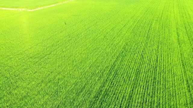 Drone shot of vibrant green agricultural field in Normandy, France, with visible crop rows and a subtle path. Lush rural landscape under natural daylight.