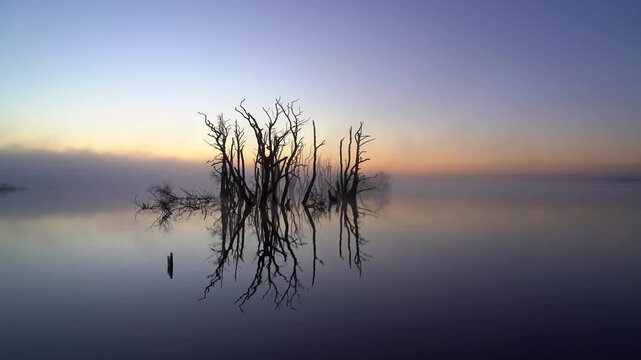  foggy, spring sunrise over a swamp area with drowned trees. Drenthe, The Netherlands.
