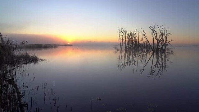  foggy, spring sunrise over a swamp area with drowned trees. Drenthe, The Netherlands.