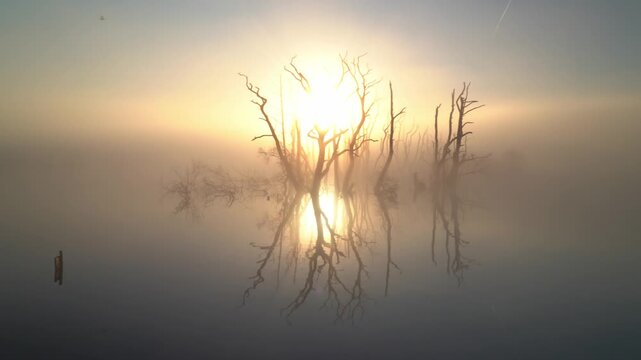 The sun shining through drowned trees in a lake during a foggy, spring morning