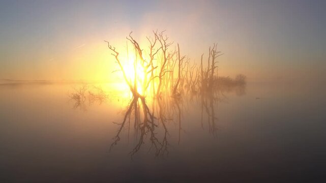 A foggy, spring sunrise over a swamp area with drowned trees. Drenthe, The Netherlands.