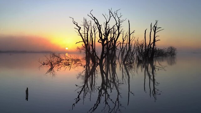 A foggy, spring sunrise over a swamp area with drowned trees. Drenthe, The Netherlands.