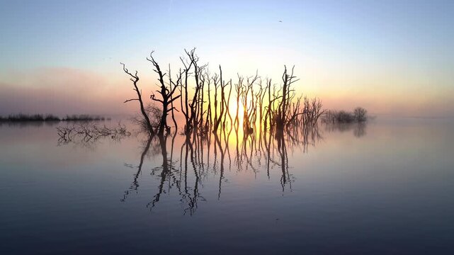  foggy, spring sunrise over a swamp area with drowned trees. Drenthe, The Netherlands.