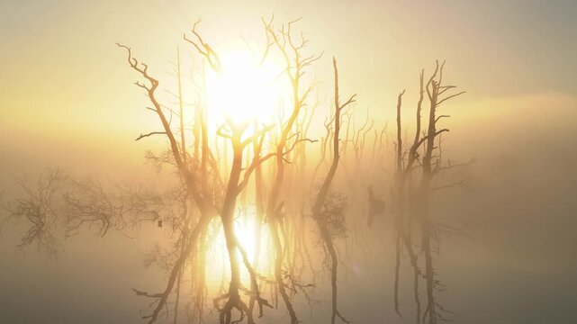 The sun shining through drowned trees in a lake during a foggy, spring morning.