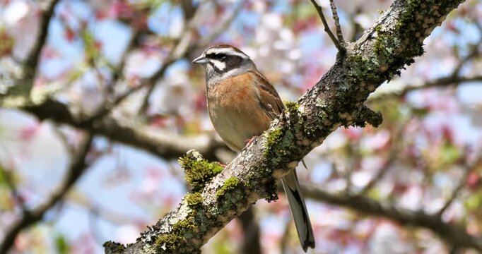 Siberian Meadow Bunting in spring time