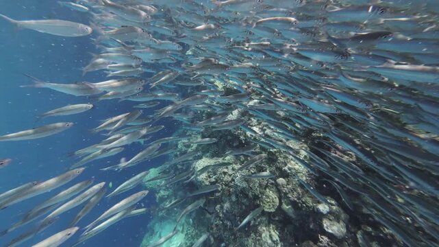 Underwater view of shoal of sardine fish swimming in sea, 4k