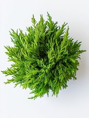 Fototapeta premium Lush Green Plant with Vibrant Foliage on White Background