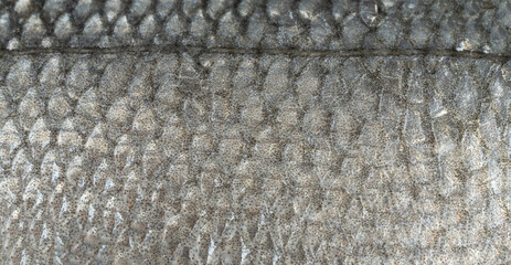 Fish scales texture background, sea bass skin close up, macro shot of silver labrax scale © ange1011