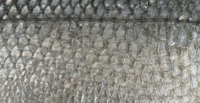 Fish scales texture background, sea bass skin close up, macro shot of silver labrax scale