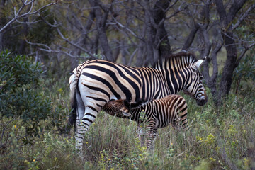 Obraz premium Zebra mother nursing her foal in natural habitat