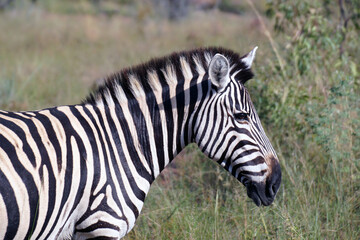 Obraz premium Close-up portrait of an African zebra in the savannah