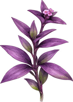 Tradescantia pallida illustration art