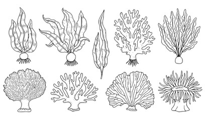 Hand drawn seaweed coral vector set vintage underwater outline illustration © Songkari