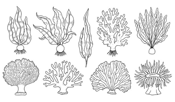 Hand drawn seaweed coral vector set vintage underwater outline illustration