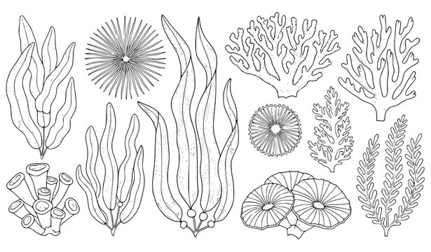 Underwater seaweed coral vector illustration vintage outline marine set