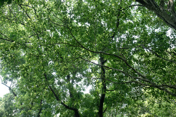 Fototapeta premium Sunlit foliage mesh creating lively overhead texture. Radiant leafy branches for fresh nature backdrops. Mixed treetops glowing across tranquil tropical shade