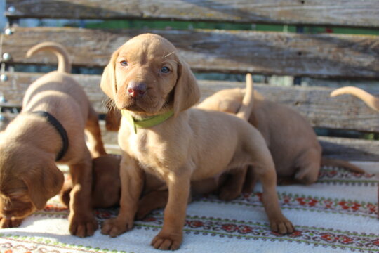 Portrait of Hungarian pointer puppies on a bench