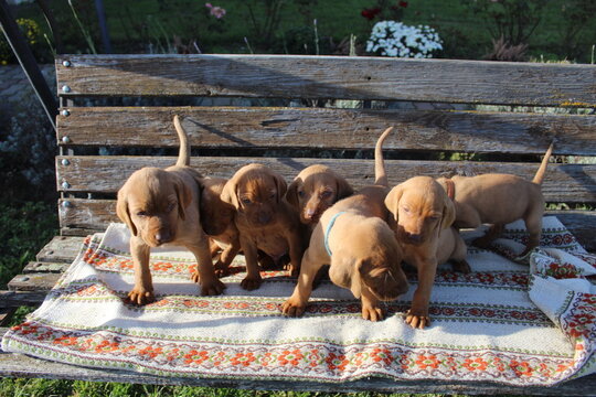 Hungarian pointer puppies on a bench