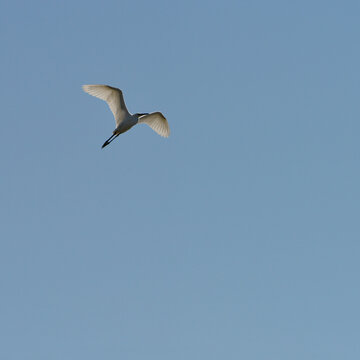 White Bird Flying in Blue Sky with Copy Space