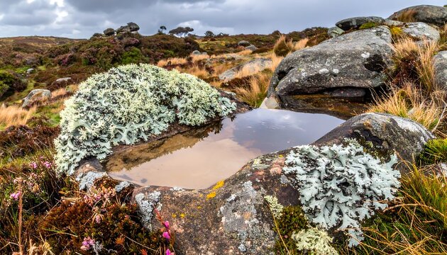 Small pool in mossy rock amidst grassy heath, cloudy sky reflects softly in the still water