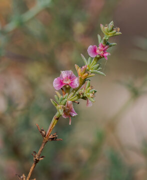 Flowers of Salsola oppositifolia, a species of halophyte shrub native to the Mediterranean Basin. Photo taken in the Clot de Galvany, Alicante, Spain