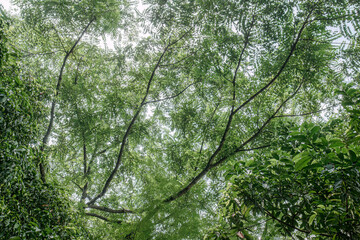 Fototapeta premium Airy canopy perspective for ecology themes and travel backdrops. Delicate treetop lattice fitting mindfulness posters and brochures. Overhead woodland view for conservation artwork and calm layouts