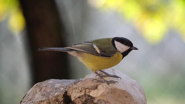 flights of tits, Great tit (Parus major), slow motion shot with autumn background
