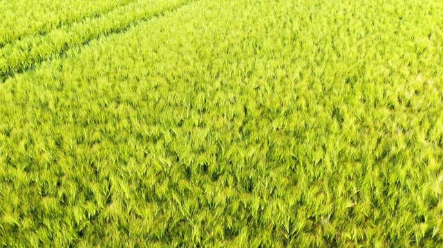 Aerial view of lush green barley field with tractor tracks in Normandy, France. Vibrant rural landscape ideal for agricultural and nature concepts.