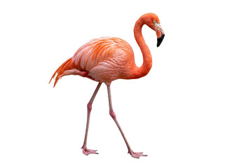 An elegant pink flamingo is captured walking gracefully, a detailed full-body photograph isolated on a transparent. © randolph