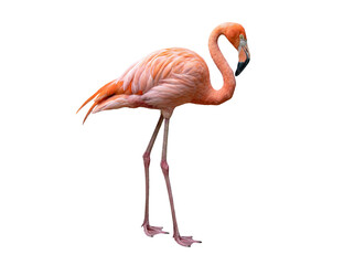 Majestic pink flamingo stands calmly, captured in a detailed full-body photograph isolated on a transparent background. © randolph