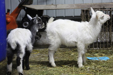 Fototapeta premium Life of Livestocks in the Transylvanian traditional barn
