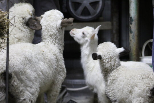 Life of Livestocks in the Transylvanian traditional barn