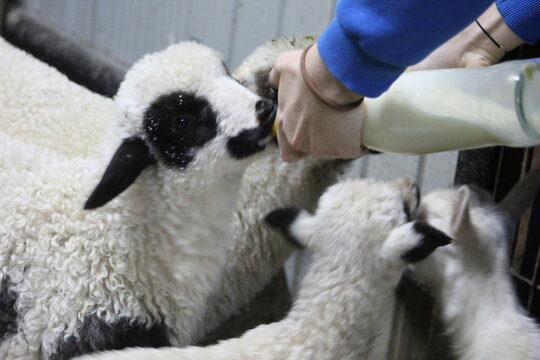 Life of Livestocks in the Transylvanian traditional barn