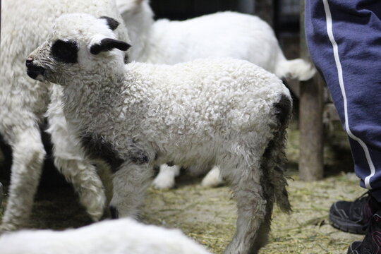 Life of Livestocks in the Transylvanian traditional barn