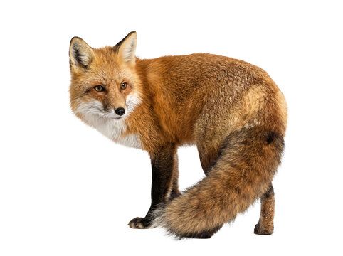 Dynamic red fox captured in motion, turning its head to look back, highlighting its agile posture and vibrant fur.