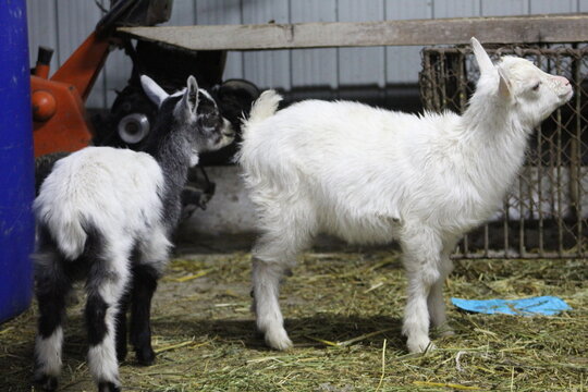 Life of Livestocks in the Transylvanian traditional barn